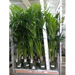 Howea forsteriana