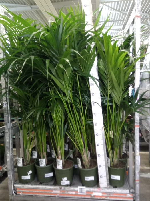 <h4>Howea forsteriana</h4>