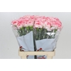 Dianthus St Poirot Bianco