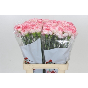 Dianthus St Poirot Bianco