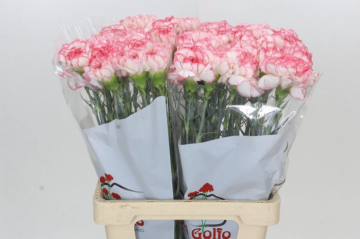 Dianthus St Poirot Bianco