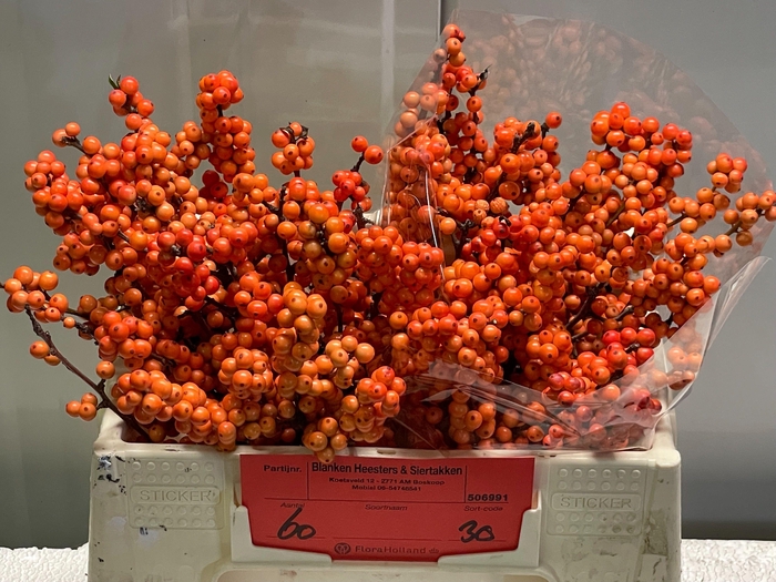 <h4>ILEX VE WINTER GOLD</h4>