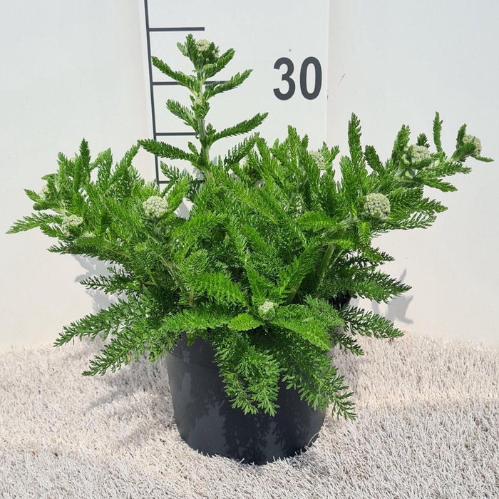 <h4>Achillea Skysail Fire P19</h4>