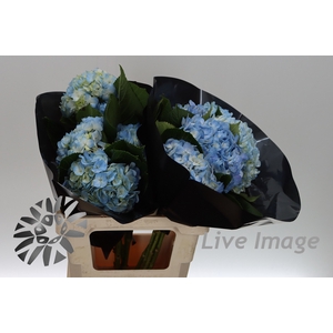 Hydrangea blue light