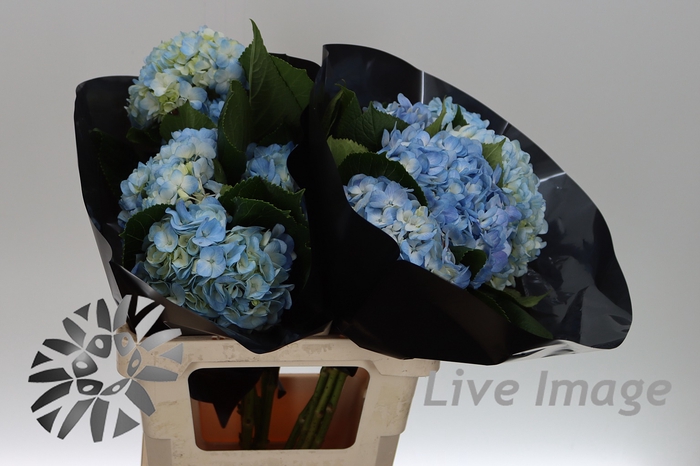 <h4>Hydrangea blue light</h4>