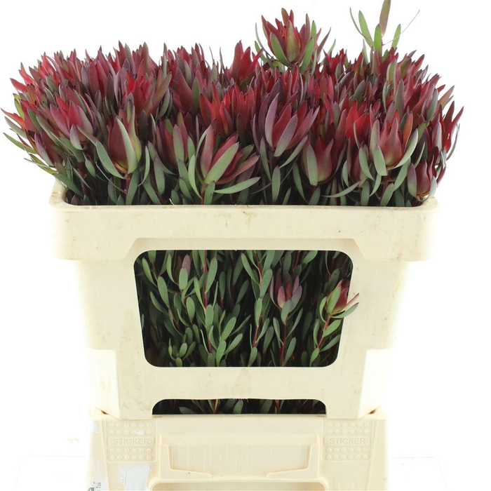 <h4>Leucad Blush Spray</h4>