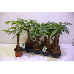 arr8 Pachira Aquatica