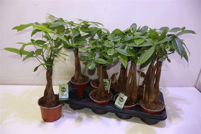 <h4>arr8 Pachira Aquatica</h4>