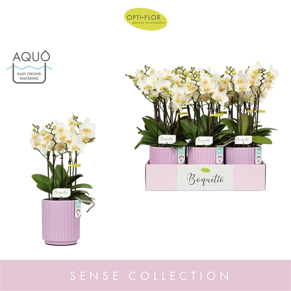 Boquetto Beauty 3-5 spike in Molise Lilac Aquo