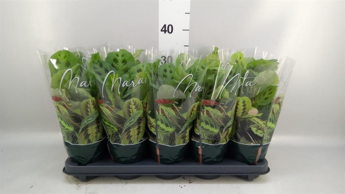 <h4>Maranta leuc. 'Fantasy'</h4>
