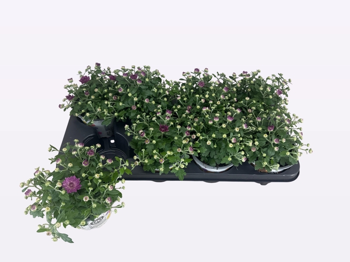 <h4>CHRY PARAD PURPLE</h4>