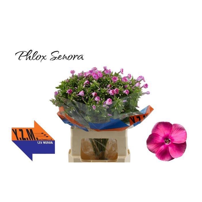 <h4>PHLOX P SENORA</h4>