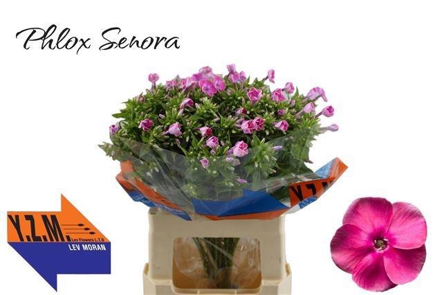 <h4>PHLOX P SENORA</h4>