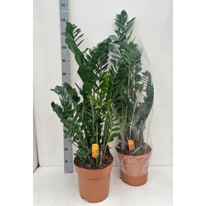 ZAMIO ZAMIIFOLIA