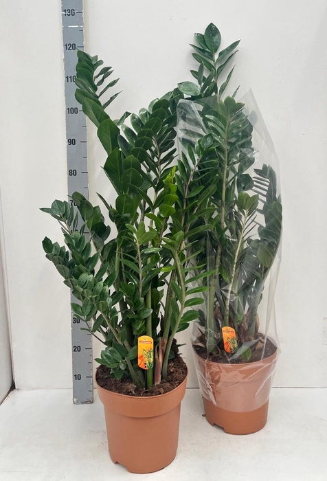 <h4>ZAMIO ZAMIIFOLIA</h4>
