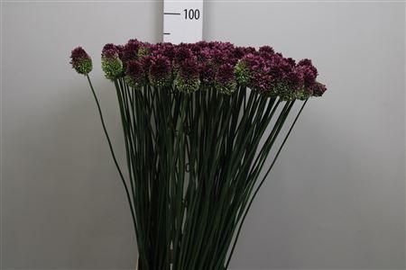 <h4>Allium Sphaerocephal</h4>