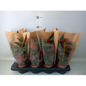 Begonia BD mac. 'Spotlight Green'