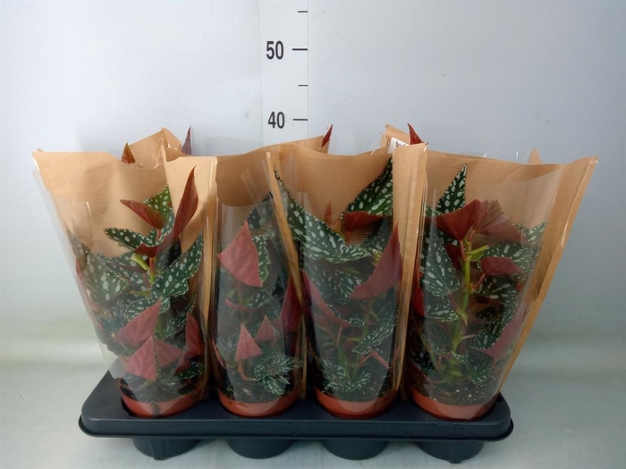 <h4>Begonia BD mac. 'Spotlight Green'</h4>