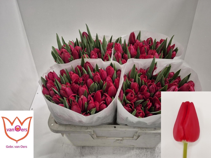 <h4>TU EN ILE DE FRANCE</h4>