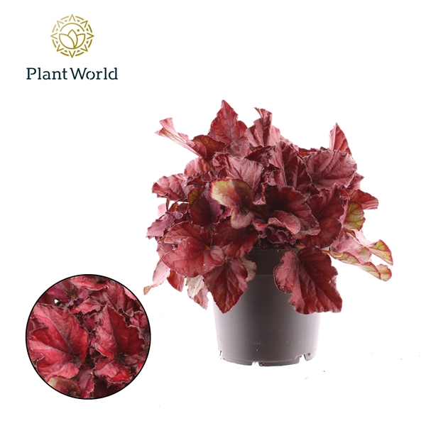 <h4>Begonia rex Red Bull</h4>