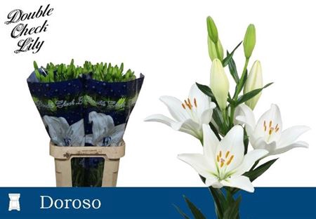 <h4>Li La Doroso</h4>