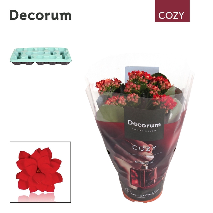 <h4>Kalanchoe Decorum - Cozy Red - kerst</h4>