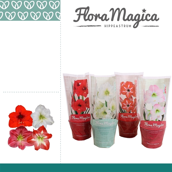 <h4>Amaryllis Mix 1 Knop FM Hoes</h4>