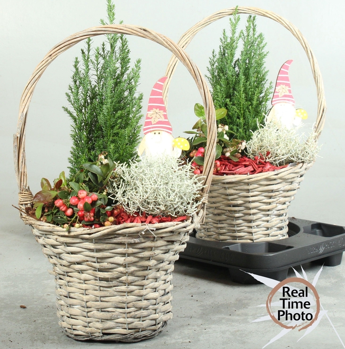 <h4>ARR TUINPLANTEN</h4>