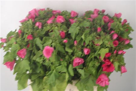 <h4>Lavatera Ov D Roze</h4>