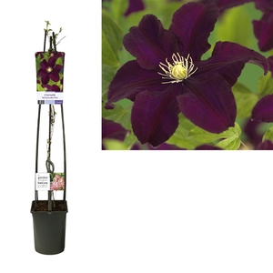 Clematis 'Warszawska Nike' +light label