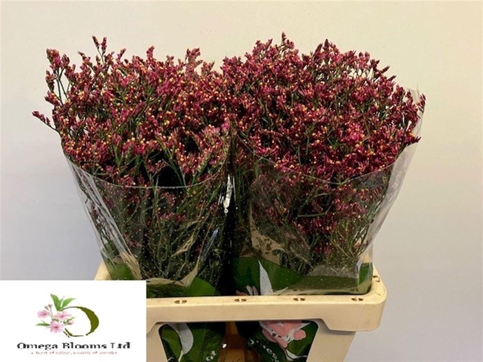 <h4>Lim Sin Scarlet Dia</h4>