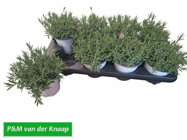 <h4>Lavandula angust. Rosea</h4>