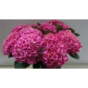 Hydr M Mag Opal Rose