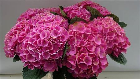 <h4>Hydr M Mag Opal Rose</h4>