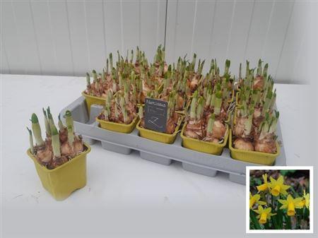 <h4>Narc O Tete A Tete</h4>