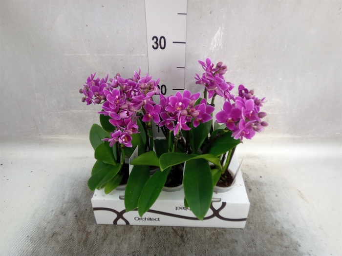 <h4>Phalaenopsis   ...mini</h4>