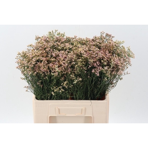 Lim Sin Sen Nectarin