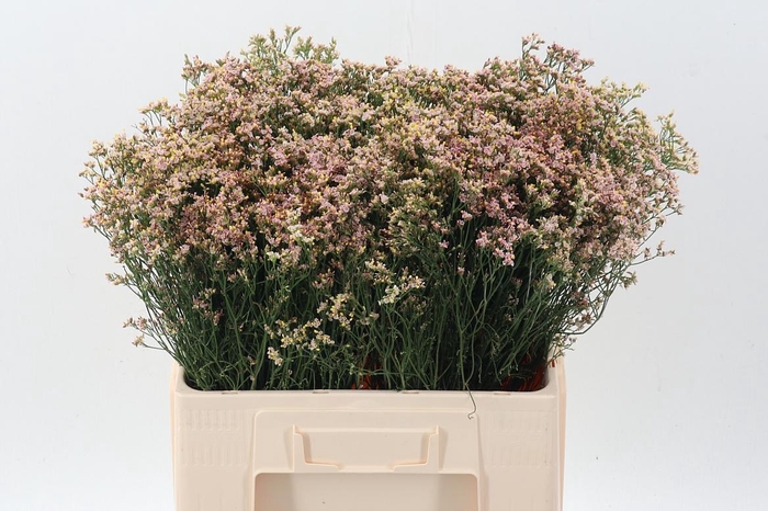 <h4>Lim Sin Sen Nectarin</h4>