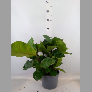 Ficus lyrata 'Bambino'