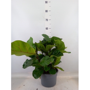 Ficus lyrata 'Bambino'