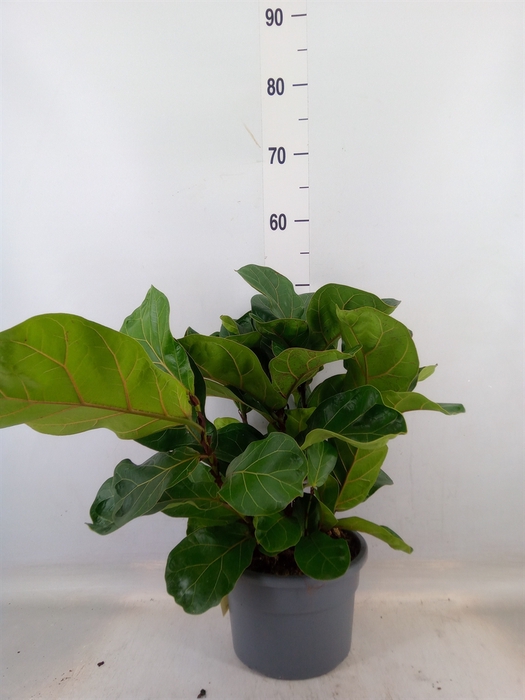 <h4>Ficus lyrata 'Bambino'</h4>