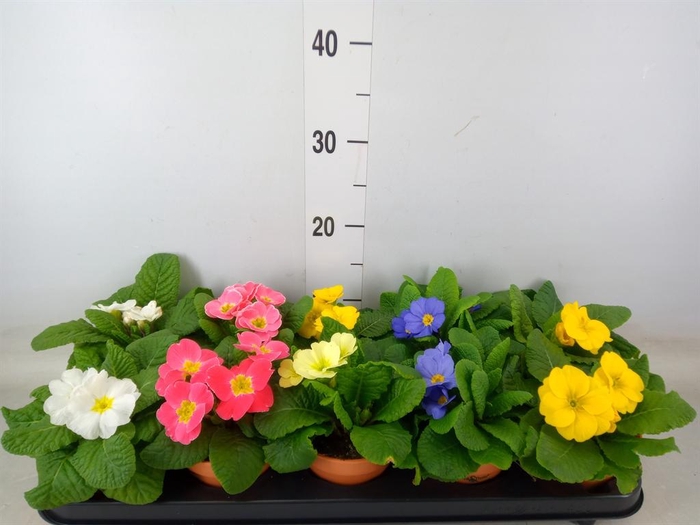 <h4>Primula ac.   ...</h4>