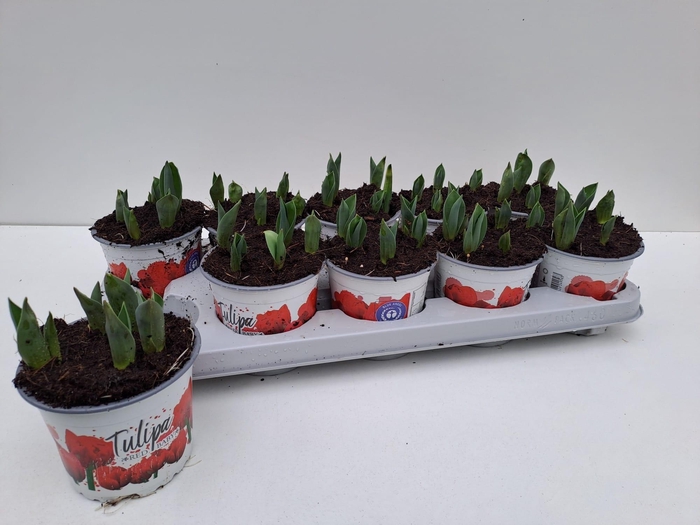 <h4>TUL DU RED BABY</h4>