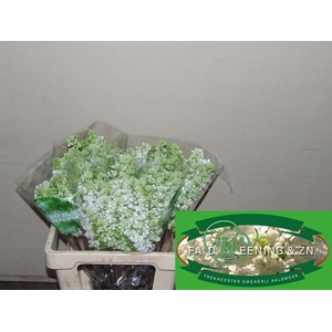 SYR V MME FL STEPMAN