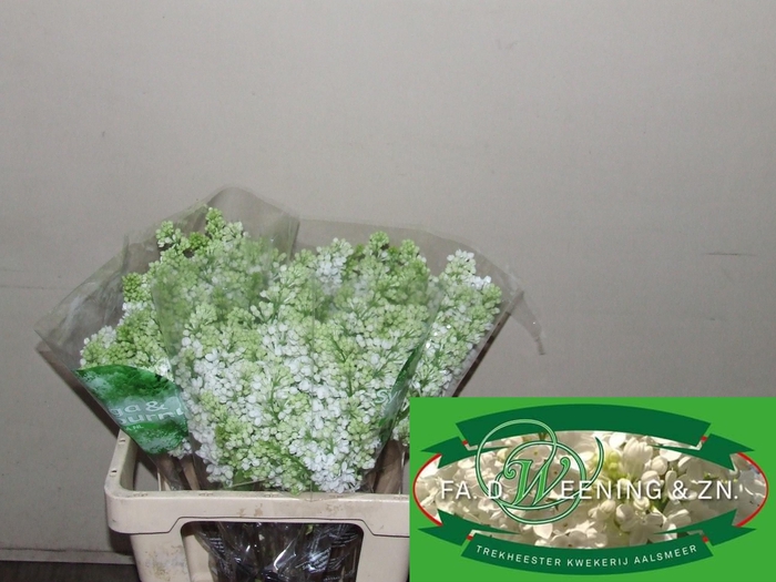 <h4>SYR V MME FL STEPMAN</h4>