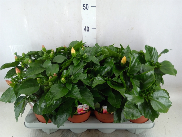 <h4>Hibiscus rosa-sin.   ...mix</h4>