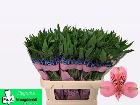 <h4>Alstroemeria Elegance</h4>