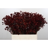Anigozanthos Bush Ruby