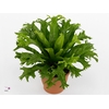 Asplenium nidus 'Crissie'