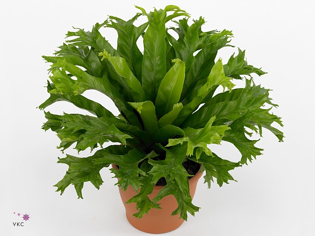 Asplenium nidus 'Crissie'